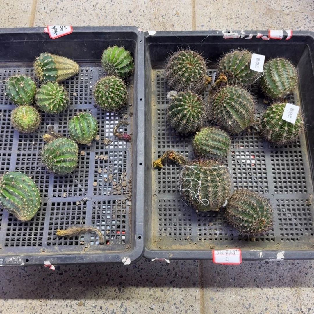 225彩草2个无根侧牙歪4公分左右，20包邮