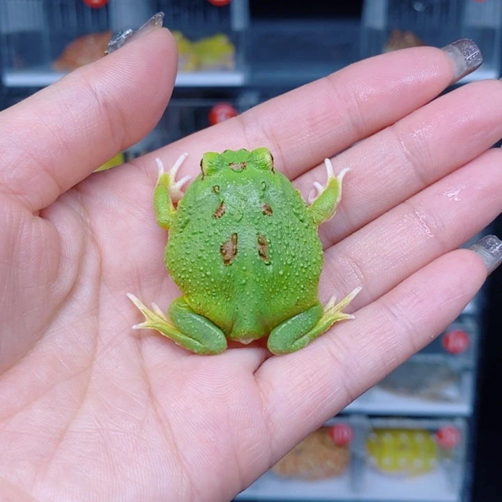 角蛙恭喜发财大吉大利