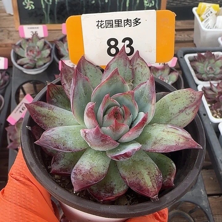 83 惊鸿仙子多肉植物