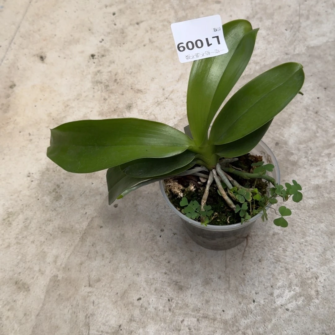 当前无花栽培后可以开花l1009 瑕疵象形文字三寸