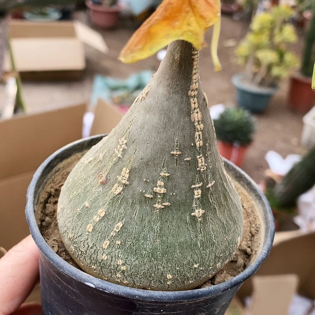 睡布袋。   冠幅6公分左右