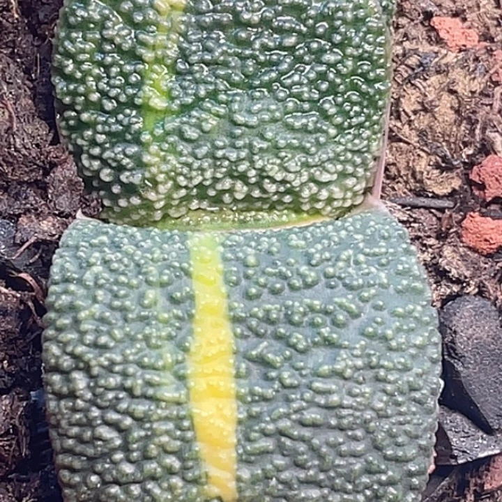 九***风客户专拍一物一拍