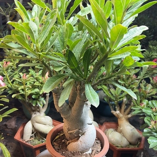 沙莫玫瑰吉普寨风情