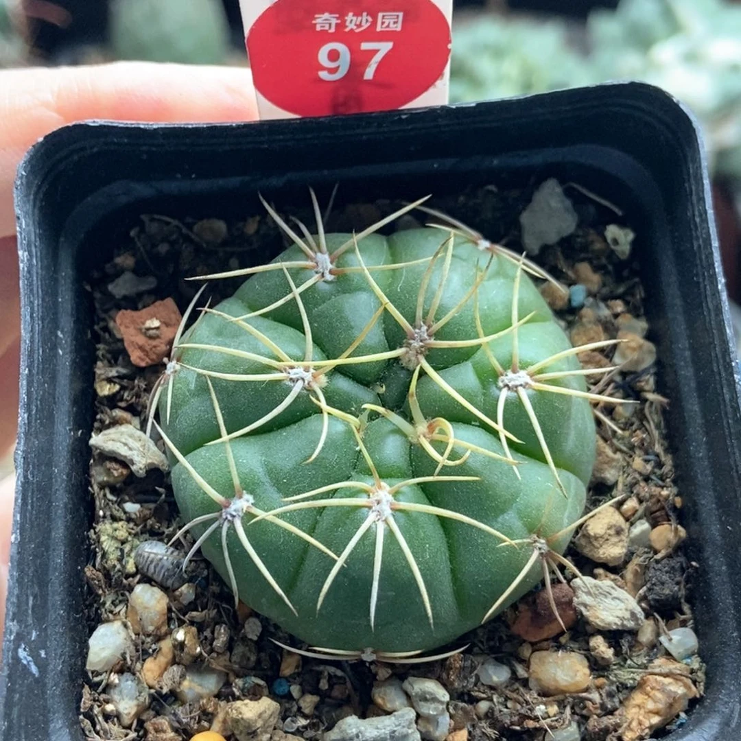 实生海王一颗仙人球