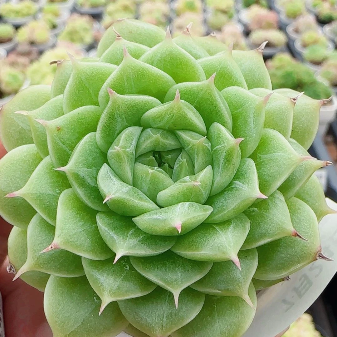 花语逸镜0724-42麦秆