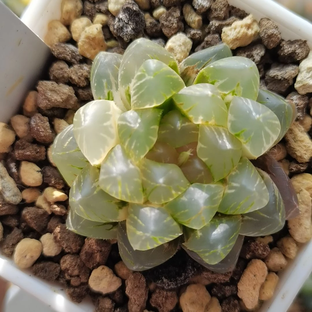 255号OM玉露锦一物一拍带盆土发货