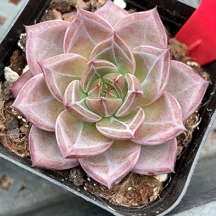 多肉夜魔侠1948多肉