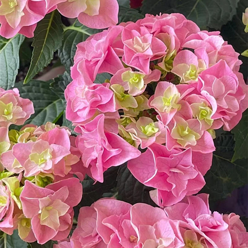 【雷王绣球】大花重瓣绣球 花边褶皱 老枝开花