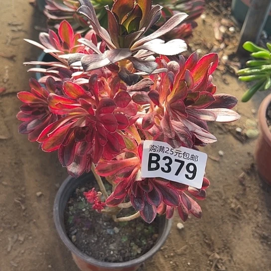 蝈*呀一颗多肉法师植物 有砍