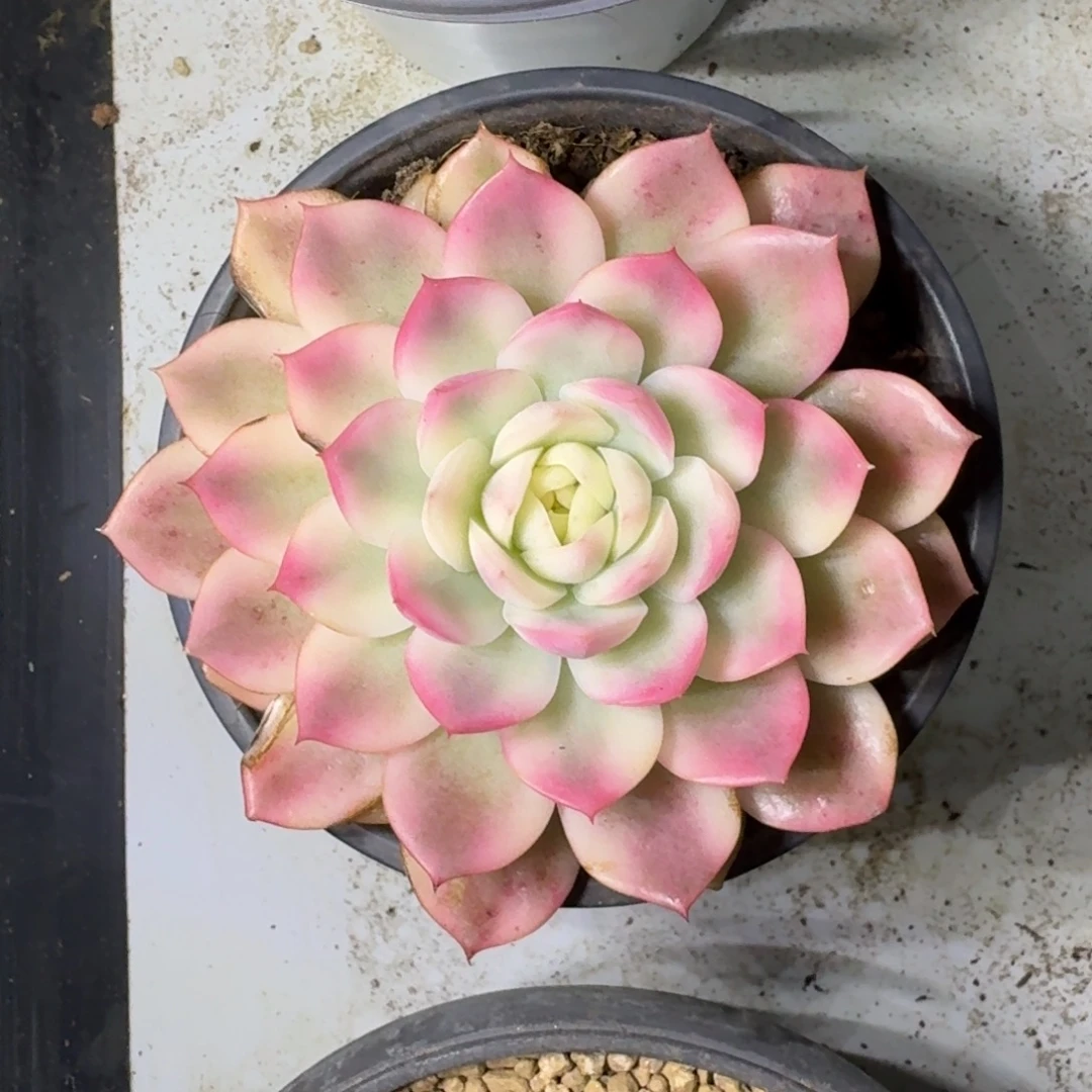 粉水晶 锦 一物一拍