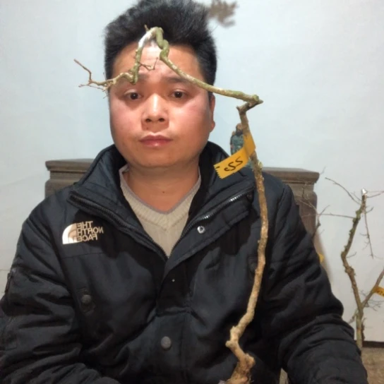 盆景素材盆栽绿植