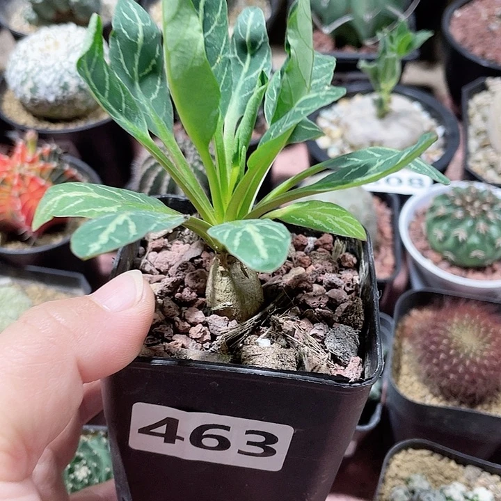 463鱼骨大戟块根