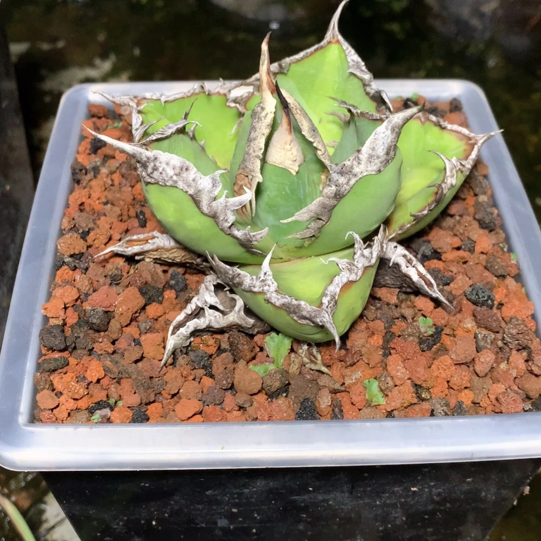 龙舌兰仁王冠狼人