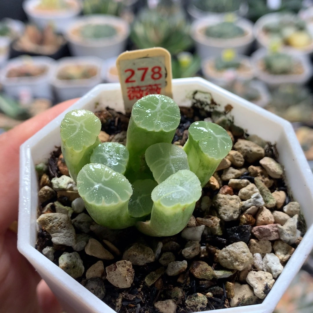 以实际为准278万象锦