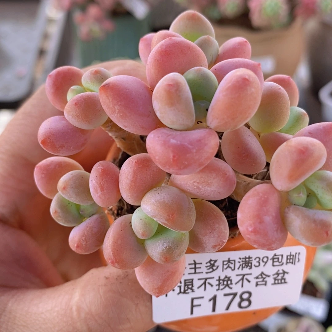 橘子香水洛神7cm178多肉植物