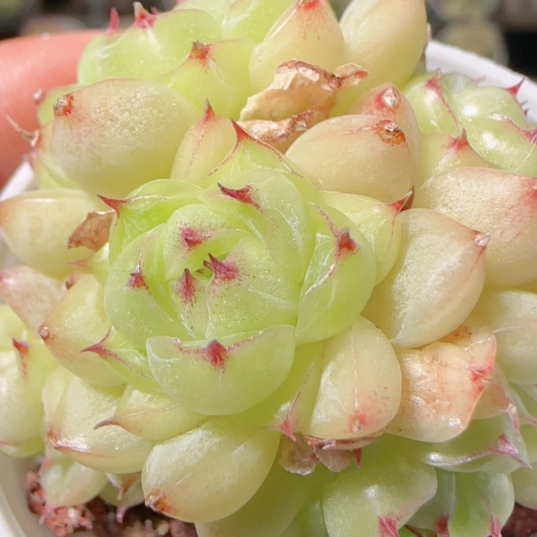 花语逸镜1031-169散