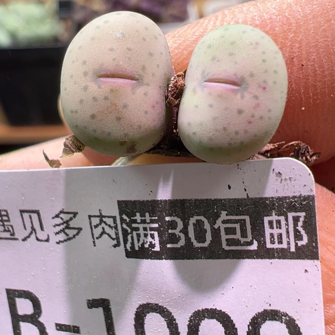 1009 多肉植物1111111111111111111