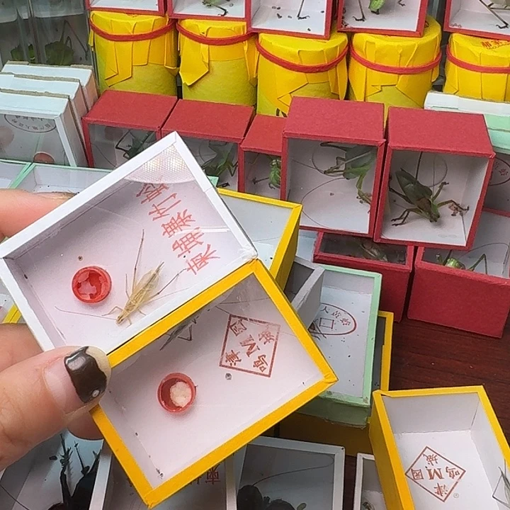 蟋蟀2条长短须紫竹+柬埔寨竹林。