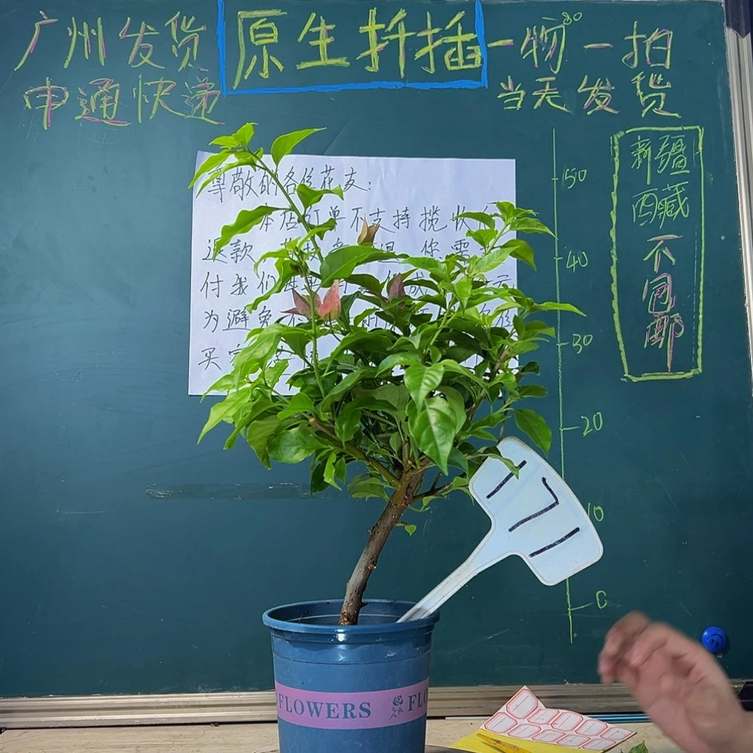 当前无花栽培后可以开花胭脂红 171