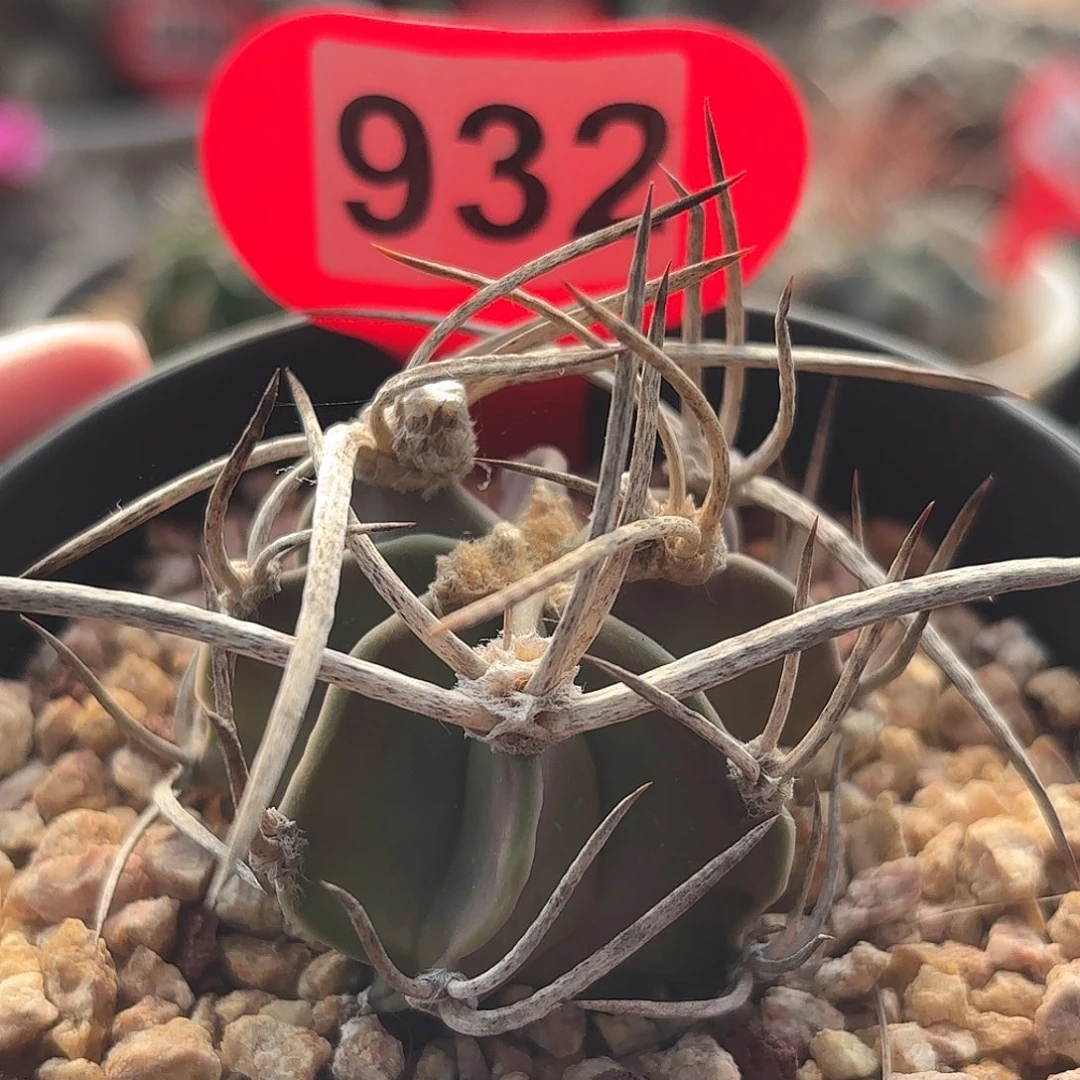 仙人球实生水牛角