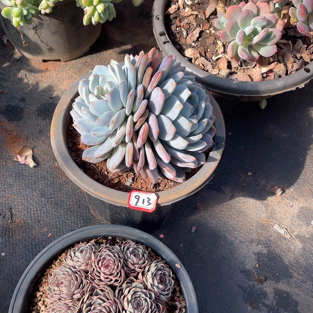 913橙子一物一拍多肉