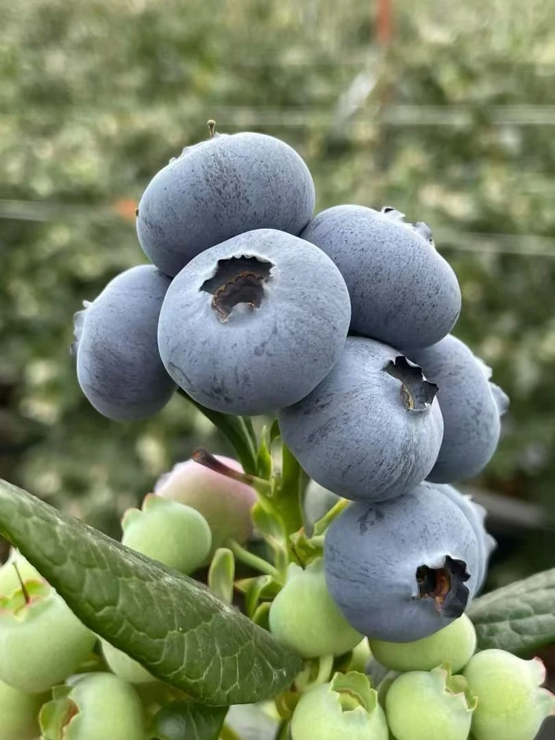 【顺丰/京东空运包邮】云南抚仙湖花香蓝莓新鲜现采酸甜爆汁水果