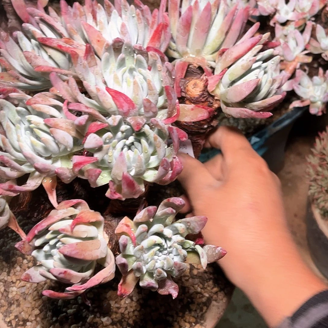 6584雪花瑕疵多肉