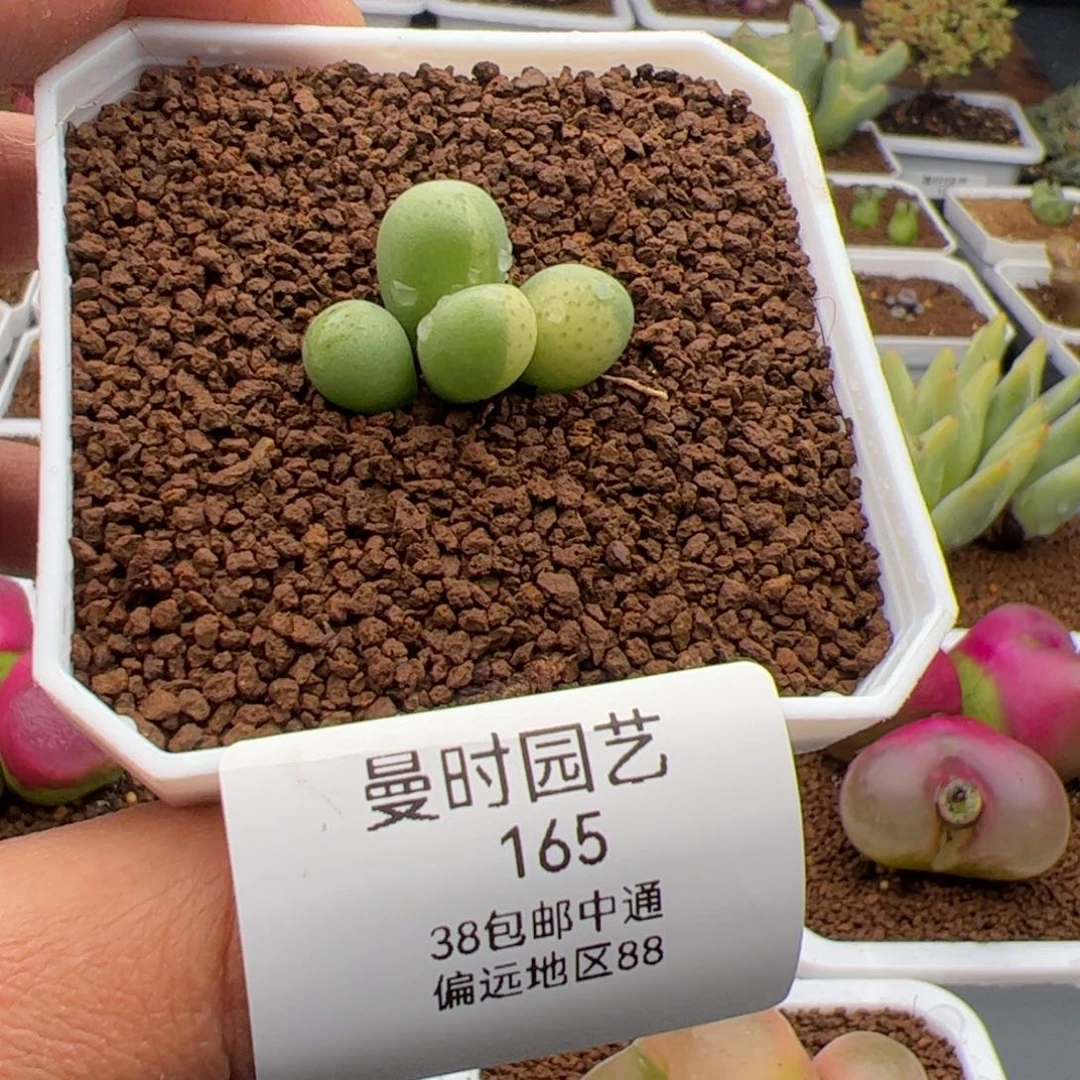 2.15将杂锦多肉植物165