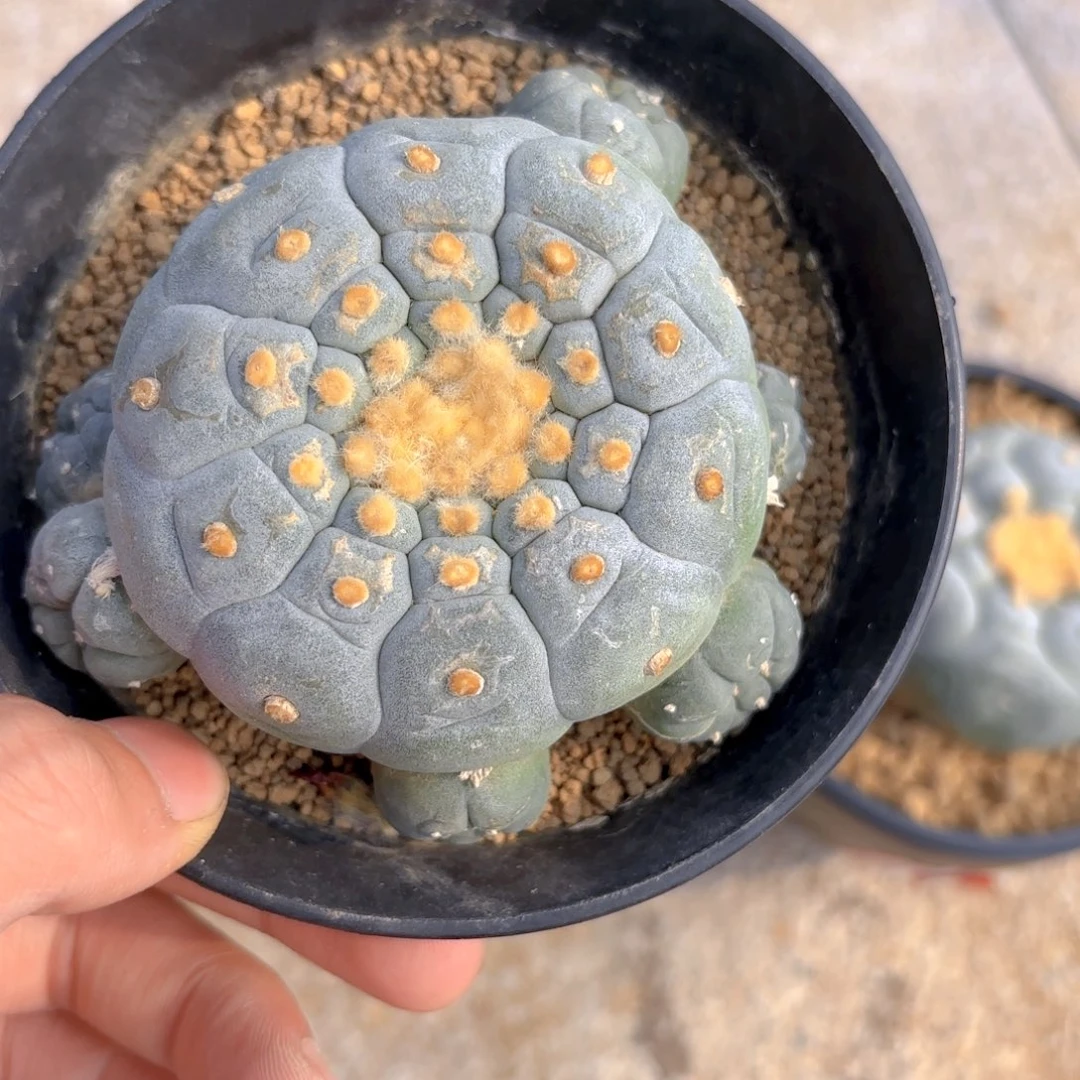 G g g g g g g g 616