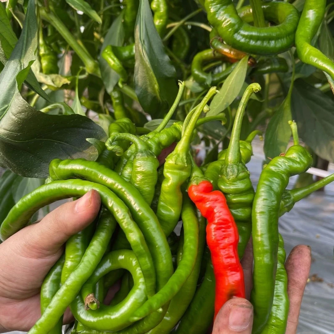 湖南农家新鲜现摘薄皮青辣椒农产品