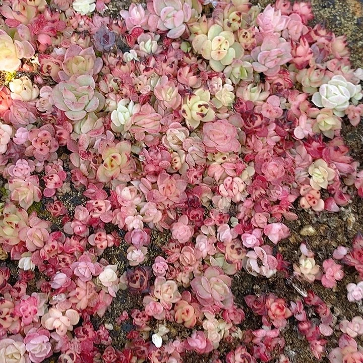 252 多肉植物组合盆栽植物