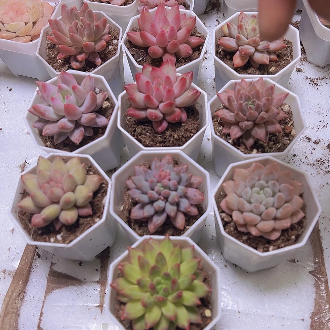 美人组合10盆八角盆发货