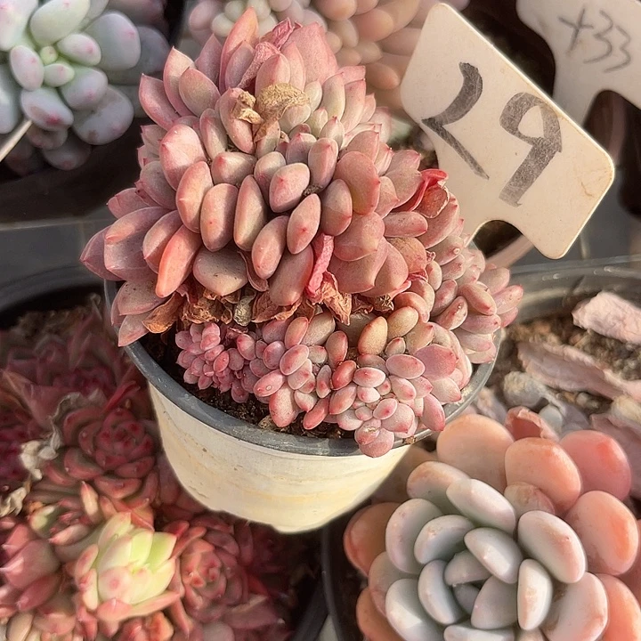 小***师两单包邮，一物一拍29