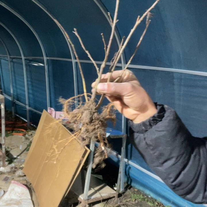 金致殿海棠花一颗苗