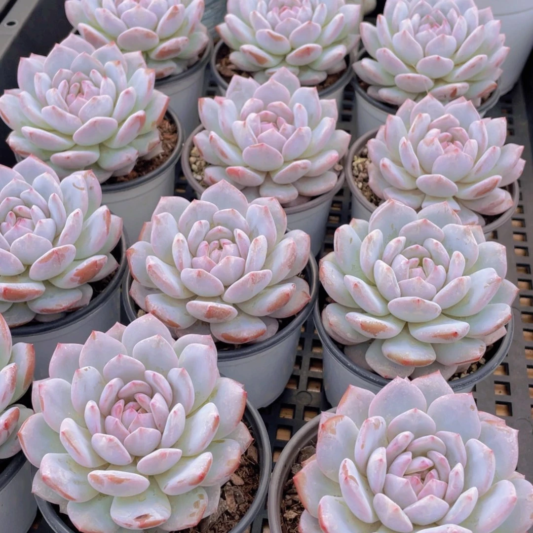 量拍31号 星星橙大单头一个