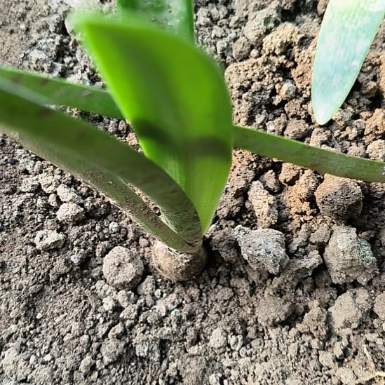 当前无花栽培后可以开花自然球西瓜酒2CM