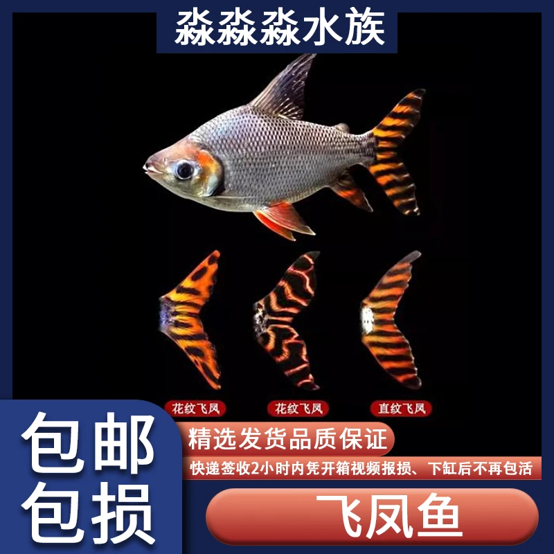 直纹飞凤配鱼热带淡水观赏鱼高端龙配龙凤呈祥活体凤鱼