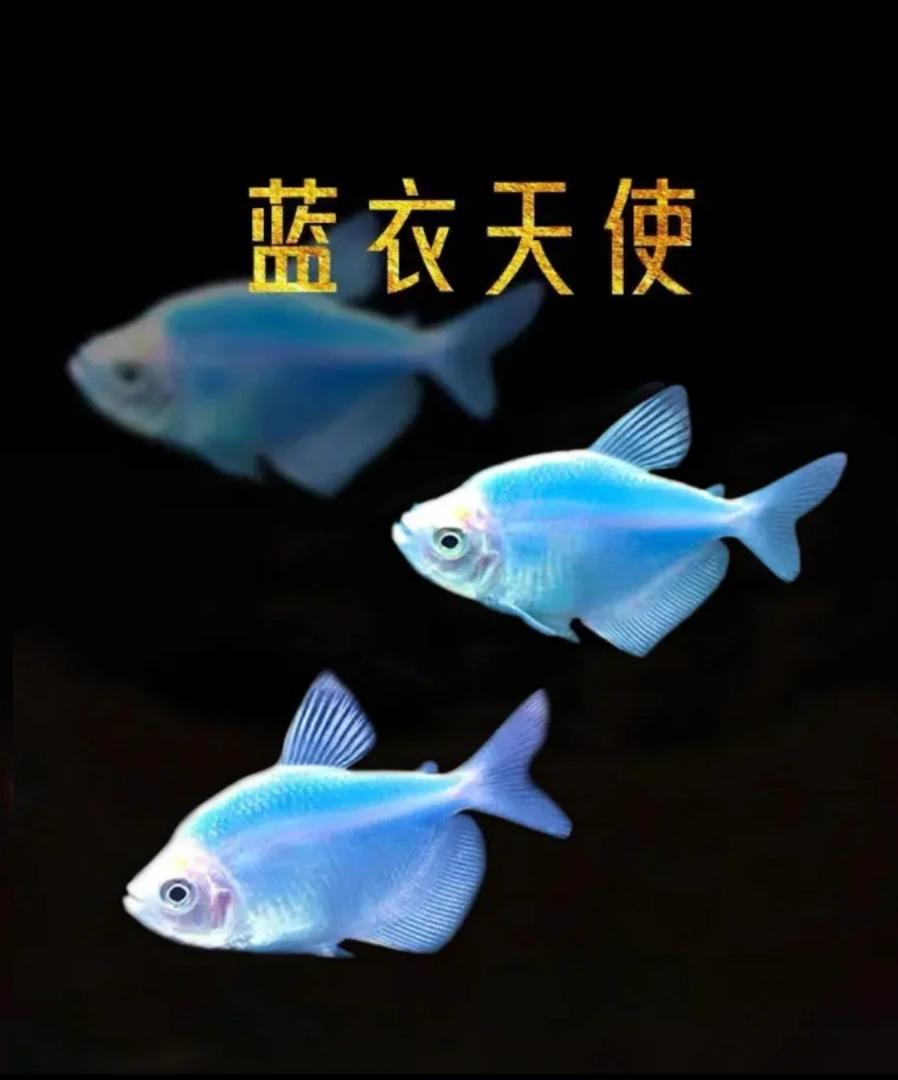 热带鱼 翡翠绿 蓝莓 橙色天使鱼简单好养好看的小型观赏鱼热带鱼