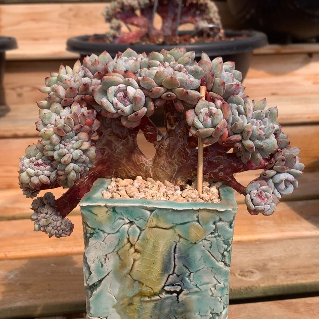 星影朵朵树缀冠幅15cm