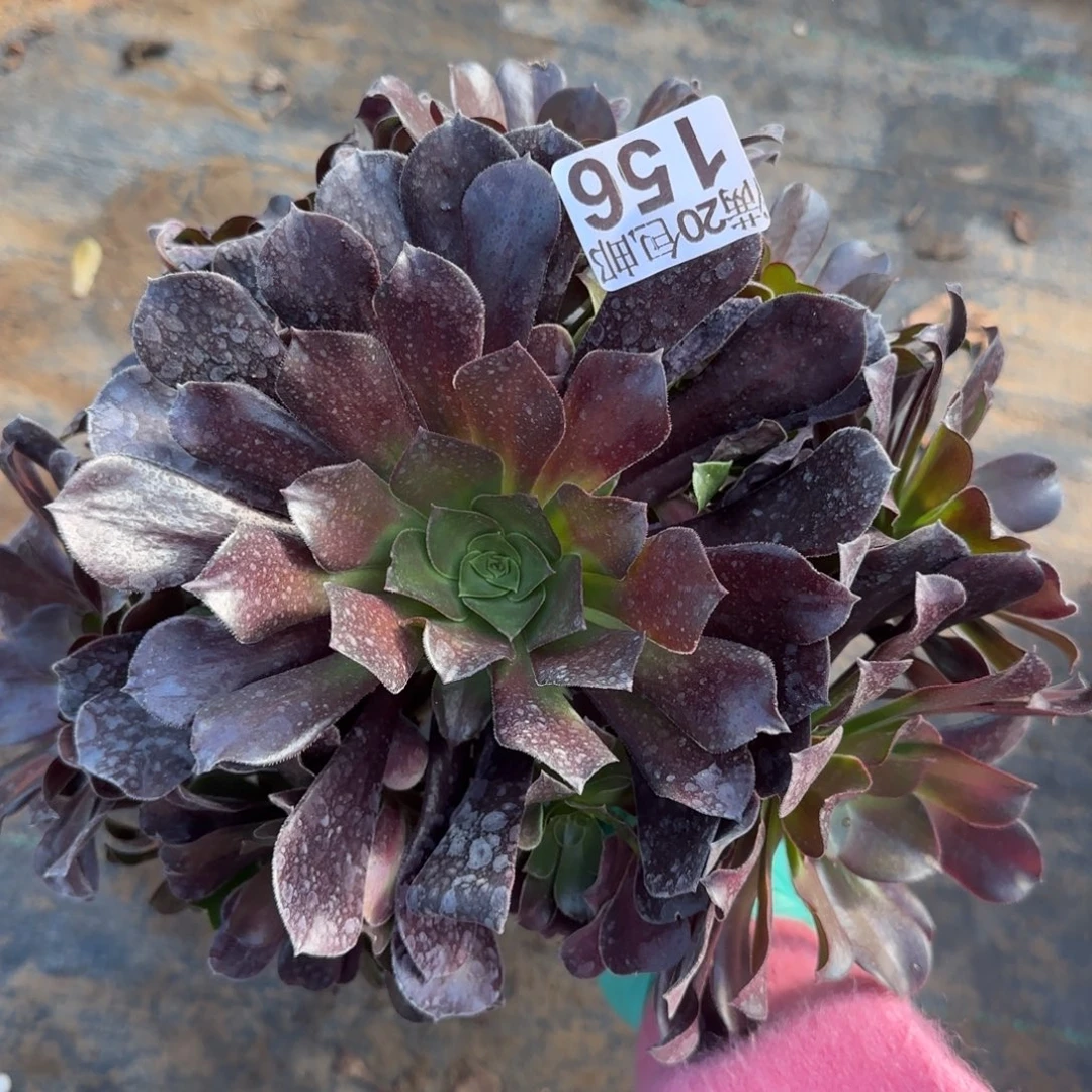 梅花博迪156满20包邮断枝不包