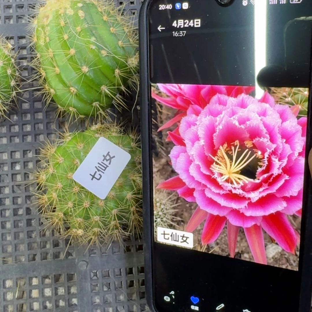 59毛花柱七仙女歪4公分左右无根侧牙，20包邮