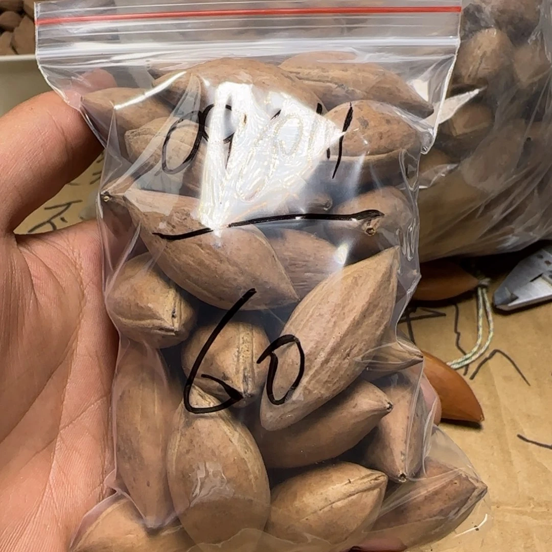 【闪购商品】橄榄核手串/手链o****111111111