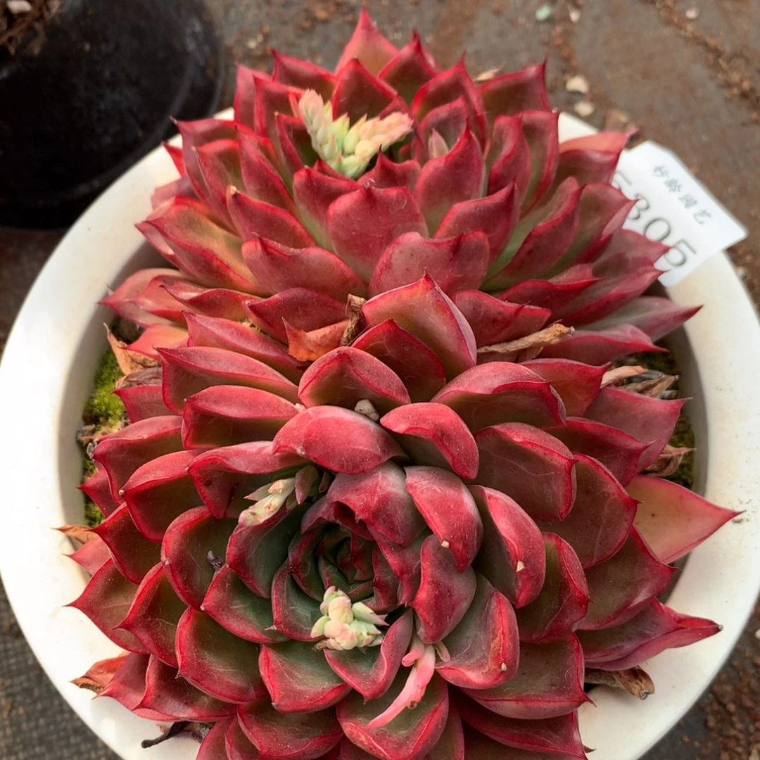 5305杂交精品基地16厘米