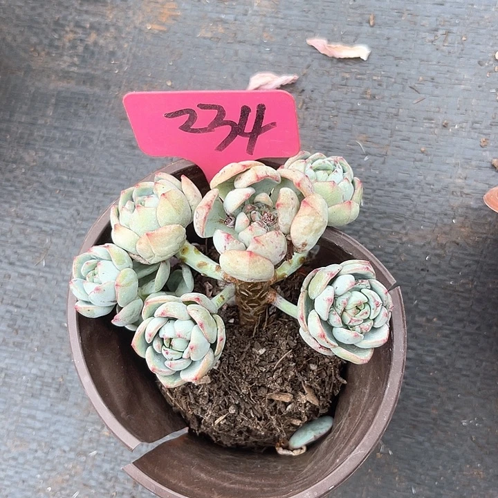 晨语多肉，一物一拍香草234