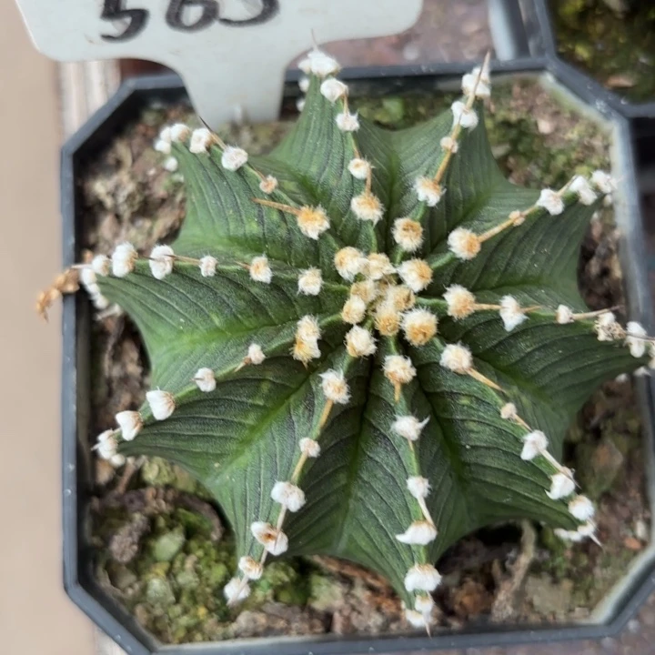 花***8565实生肋骨皮实好养