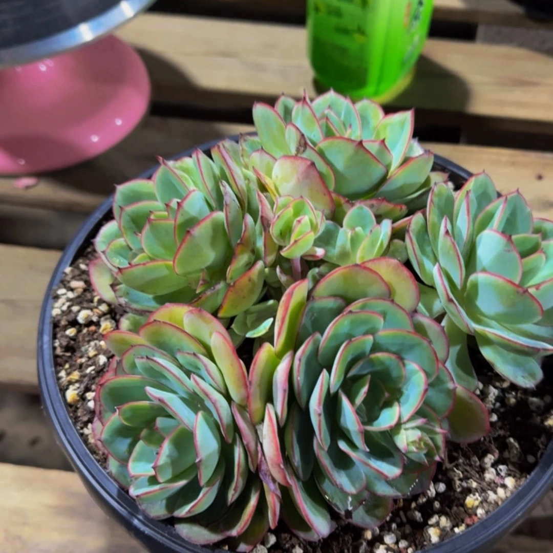 用****3牡丹亭寄养多肉用户