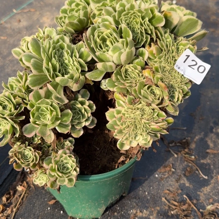 迈巴赫法师锦自然朵朵缀化120