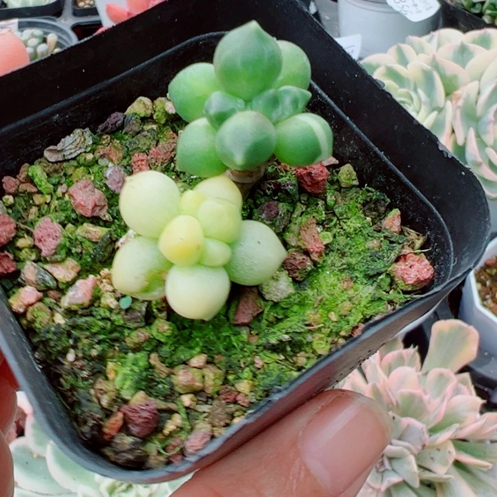 千代田锦多肉植物359