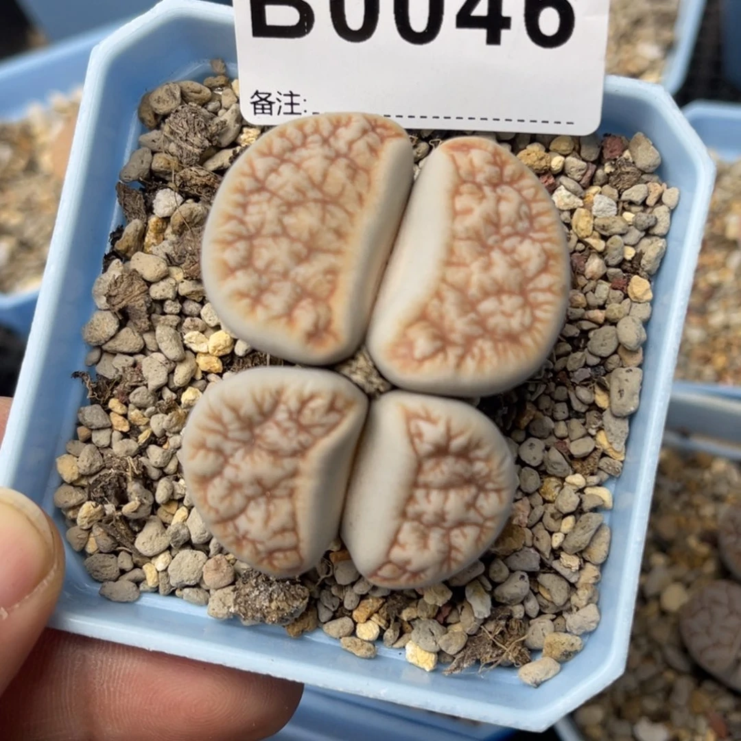 ****散0046双头荒1专拍的