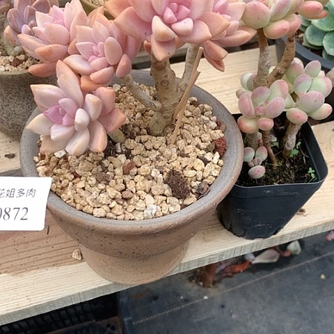 桑***陌0872两颗88888858855